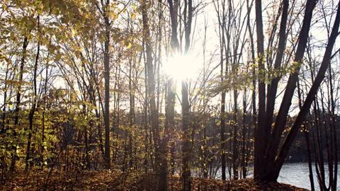 Soft rays of the sun pass through the trees in the autumn forest Stock Photos