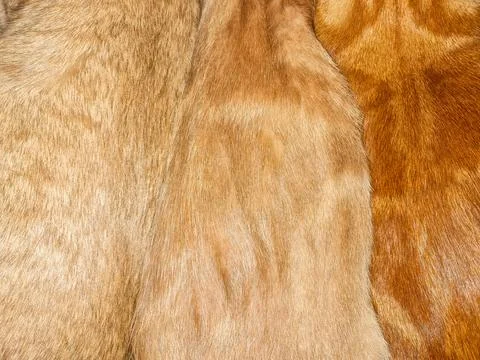 Soft red fur. Stock Photos
