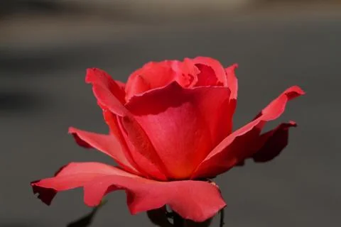 Soft red rose Stock Photos