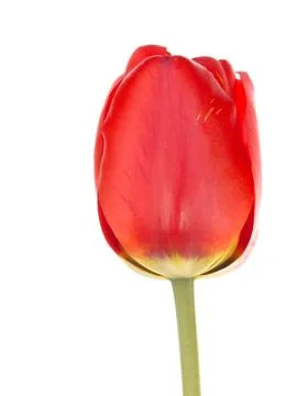 Soft red spring tulip Stock Photos