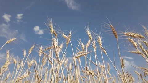 Soft red winter wheat sways in gentle wind Stock Footage 339355212