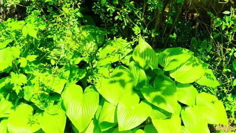 Soft Rhythm of Nature Stock Footage 296465013