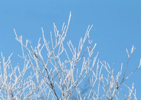 Soft Rime Stock Photos