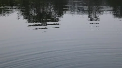 Soft ripples and tree reflection on calm lake surface, West Java, Indonesia Stock Footage 342095591