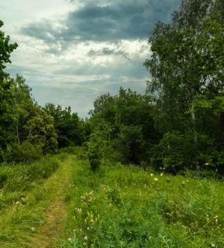 A soft road in a dense forest Stock Photos