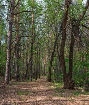 Soft road in the pine spring forest Stock Photos