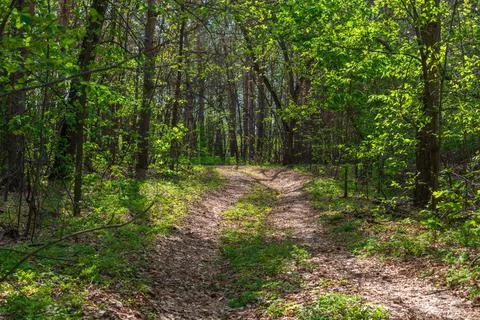 Soft road in the spring forest Stock Photos