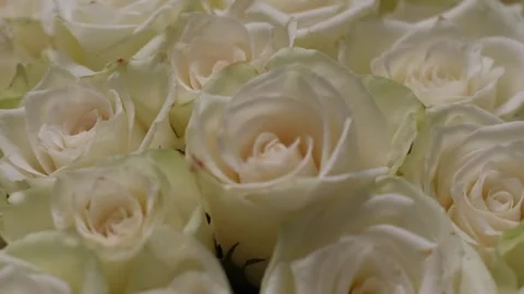 Soft roses, pristine blooms are romantic gift in natural light. Stock Footage 303897060