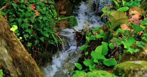 The soft rush of water, wild greenery peaceful, earthy mood, wild forest plants Stock Footage 309654566