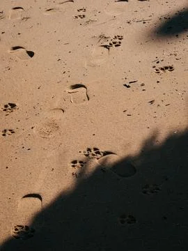 Soft sand shows human and dog footprints Stock Photos