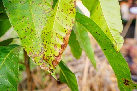 Soft select focus Leaf closeup Leaves that tree are damage injected with inse Stock Photos