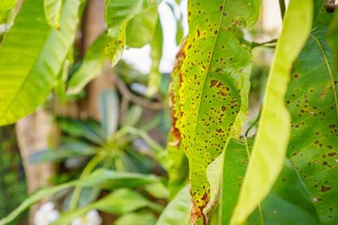 Soft select focus Leaf closeup Leaves that tree are damage injected with inse Stock Photos