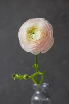 Soft selective focus, art delicate buttercup flower in motion, plants behind wet Stock Photos