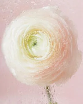 Soft selective focus, art delicate buttercup flower in motion, plants behind wet Stock Photos