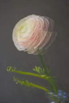 Soft selective focus, art delicate buttercup flower in motion, plants behind wet Stock Photos