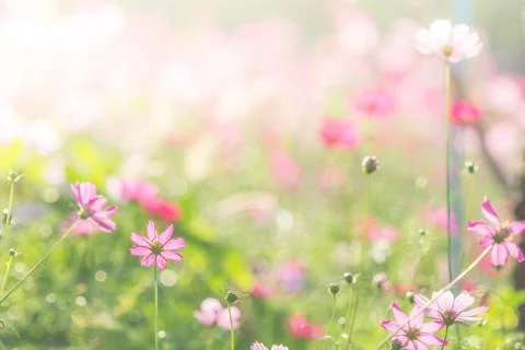 Soft, selective focus of Cosmos, blurry flower for background, colorful plant Stock Photos