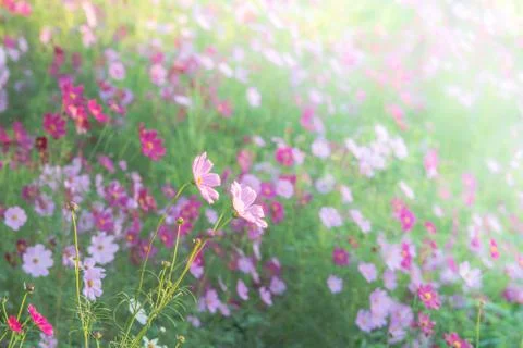 Soft, selective focus of Cosmos, blurry flower for background, colorful plant Stock Photos