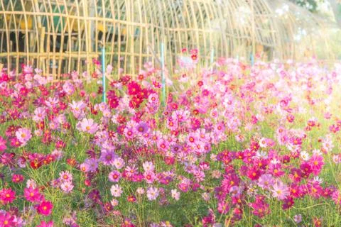 Soft, selective focus of Cosmos, blurry flower for background, colorful plant Stock Photos
