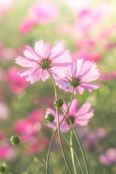 Soft, selective focus of Cosmos, blurry flower for background, colorful plant Stock Photos