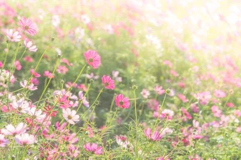 Soft, selective focus of Cosmos, blurry flower for background, colorful plant Stock Photos