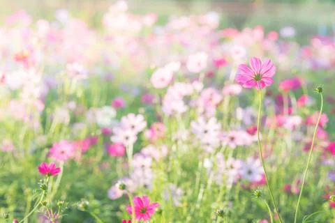 Soft, selective focus of Cosmos, blurry flower for background, colorful plant Stock Photos