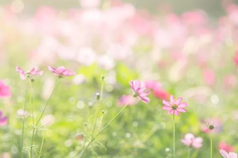 Soft, selective focus of Cosmos, blurry flower for background, colorful plant Foto stock