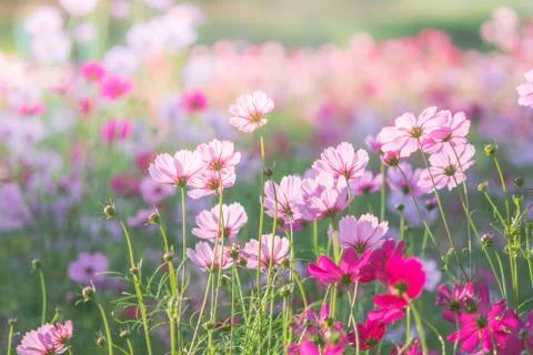 Soft, selective focus of Cosmos, blurry flower for background, colorful plant Stock Photos