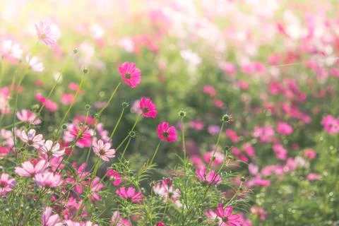 Soft, selective focus of Cosmos, blurry flower for background, colorful plant Stock Photos
