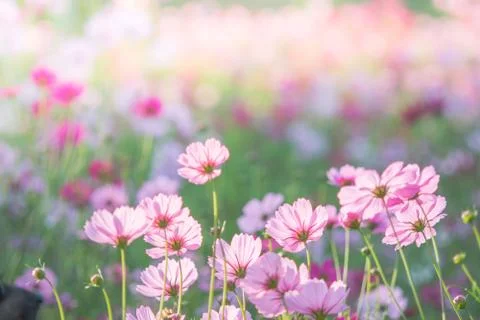 Soft, selective focus of Cosmos, blurry flower for background, colorful plant Stock Photos