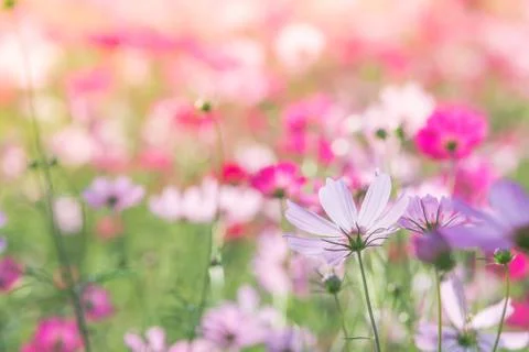 Soft, selective focus of Cosmos, blurry flower for background, colorful plant Stock Photos