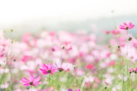 Soft, selective focus of Cosmos, blurry flower for background, colorful plant Stock Photos