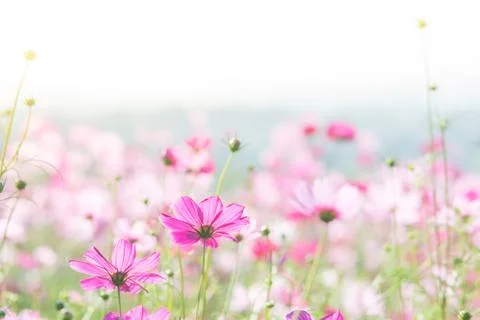 Soft, selective focus of Cosmos, blurry flower for background, colorful plant Stock Photos
