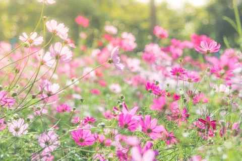 Soft, selective focus of Cosmos, blurry flower for background, colorful plant Stock Photos