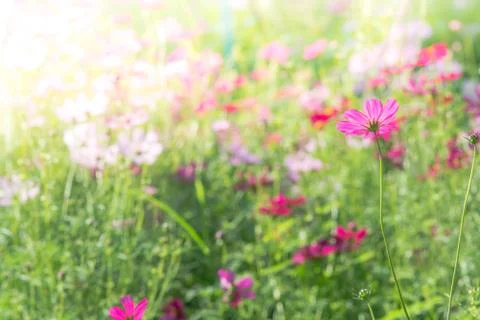 Soft, selective focus of Cosmos, blurry flower for background, colorful plant Stock Photos