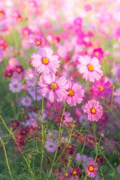 Soft, selective focus of Cosmos, blurry flower for background, colorful plant Stock Photos