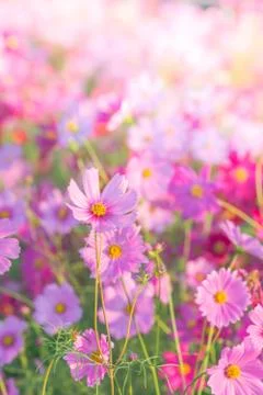 Soft, selective focus of Cosmos, blurry flower for background, colorful plant Stock Photos