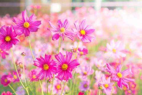Soft, selective focus of Cosmos, blurry flower for background, colorful plant Stock Photos