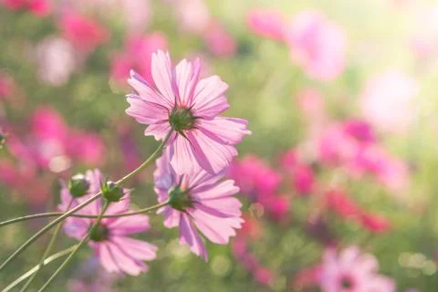 Soft, selective focus of Cosmos, blurry flower for background, colorful plant Stock Photos