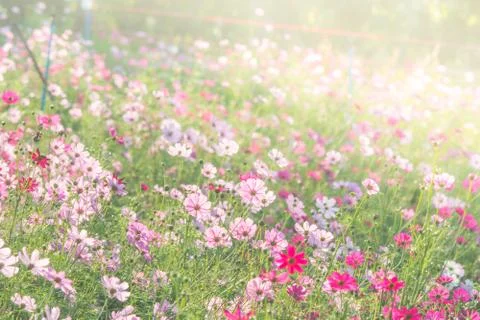 Soft, selective focus of Cosmos, blurry flower for background, colorful plant Stock Photos