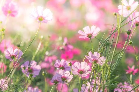 Soft, selective focus of Cosmos, blurry flower for background, colorful plant Stock Photos