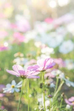Soft, selective focus of Cosmos, blurry flower for background, colorful plant Stock Photos