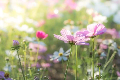 Soft, selective focus of Cosmos, blurry flower for background, colorful plant Stock Photos