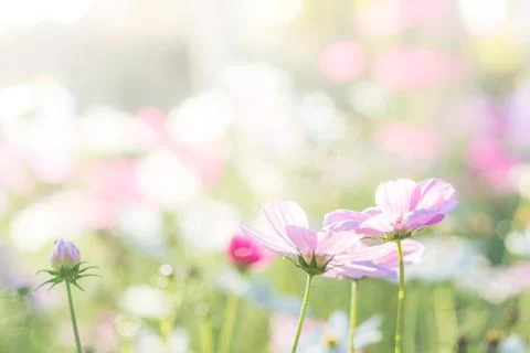 Soft, selective focus of Cosmos, blurry flower for background, colorful plant Stock Photos