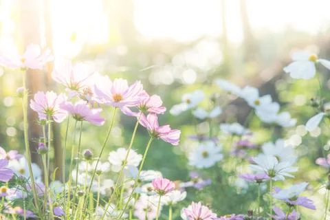 Soft, selective focus of Cosmos, blurry flower for background, colorful plant Stock Photos