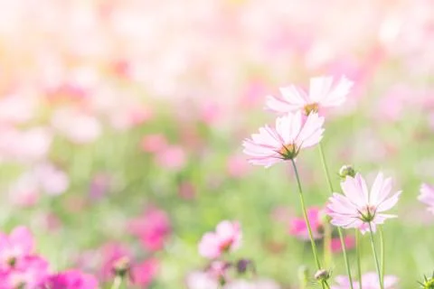 Soft, selective focus of Cosmos, blurry flower for background, colorful plant Stock Photos