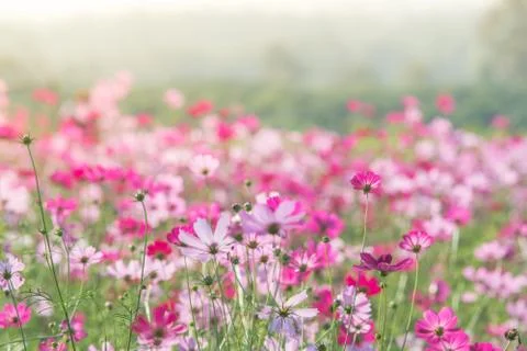 Soft, selective focus of Cosmos, blurry flower for background, colorful plant Stock Photos