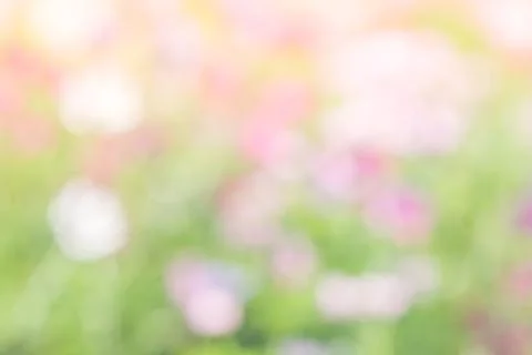 Soft, selective focus of Cosmos, blurry flower for background, colorful plant Stock Photos