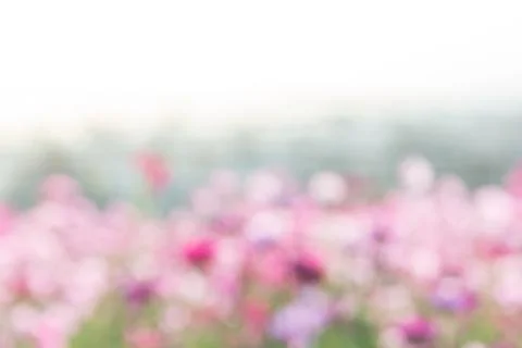 Soft, selective focus of Cosmos, blurry flower for background, colorful plant Stock Photos