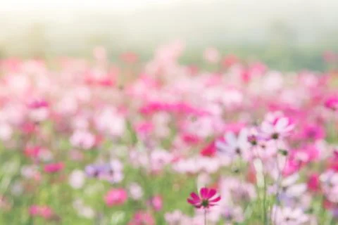 Soft, selective focus of Cosmos, blurry flower for background, colorful plant Stock Photos