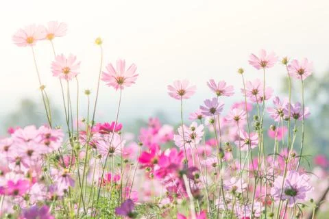 Soft, selective focus of Cosmos, blurry flower for background, colorful plant Stock Photos